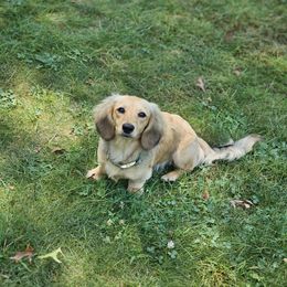 Bonnie - Dachshund