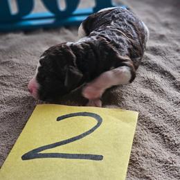 Boy 2 - Parti male Poodle puppy in Detroit, Michigan from Pretty Spoiled Spoos llc