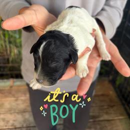 Makai - Parti male Goldendoodle puppy in Willits, California from Big Island Goldendoodles
