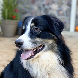 SCOUT - Australian Shepherd