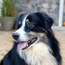 SCOUT - Australian Shepherd