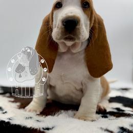 Fire Cracker - Red and white male Basset Hound puppy in Dingess, West Virginia from Tuckers' Howling Hounds
