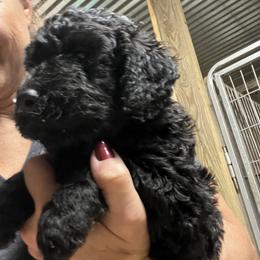 Goldendoodle, Golden Retriever, and Poodle Puppies from Angelic Goldens