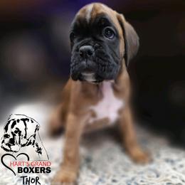 Thor - Fawn male Boxer puppy in Spring Hill, Florida from Hart's Grand Boxers