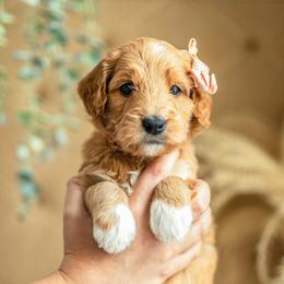 Effie - Apricot female Goldendoodle puppy in Acton, Maine from Silver Pines Pups