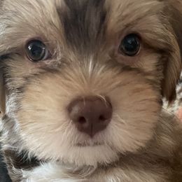 Havanese from Havanese Fly
