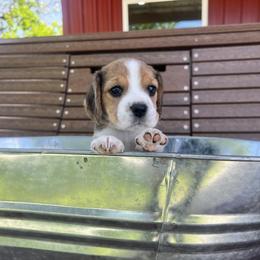 Beagle Puppies from Leslie Beagles of Leslie Farm
