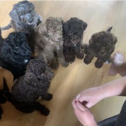 Goldendoodle Puppies from FamilyLoved Doodles