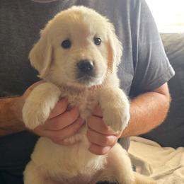 Orange Girl - Light golden female Golden Retriever puppy in Peoria, Arizona from Nordic Woof's Golden Retrievers