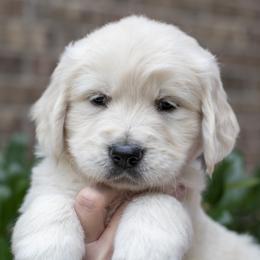 Golden Retriever puppies from Faded Ash Goldens