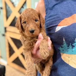 Merle - Red  male Goldendoodle puppy in Wharton, Texas from Little Fur Friends