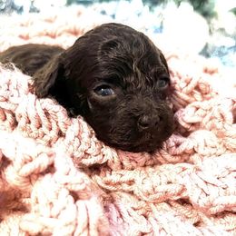 Truffle - Brown female Maltipoo puppy in Hephzibah ( Richmond County ), Georgia from Healing Pawz LLC