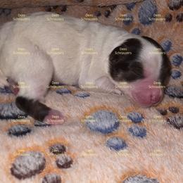 Julep - Parti female Miniature Schnauzer puppy in Crestview, Florida from Dees Schnauzers