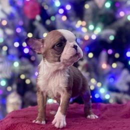 Greta - Seal and white female Boston Terrier puppy in North Carolina from H & H Boston Terriers