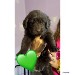 Mr. Absey - Brown male Newfoundland puppy in New Paris, Ohio from Beatty Newfies