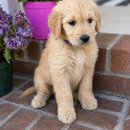 Jasmine - Apricot female Goldendoodle puppy in Greenville, North Carolina from ENC Goldendoodles