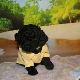 Cockapoo Puppies from JP Cockapoos LLC