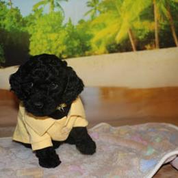 Cockapoo Puppies from JP Cockapoos LLC
