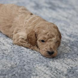Blue collar - Cream male Poodle puppy in Edmond, Oklahoma from The Redbud Roost