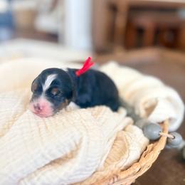 Benett - Tri-color male Bernedoodle puppy in Buda, Illinois from Hamilton Farm Doodles