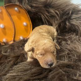 Pumpkin - Apricot female Goldendoodle puppy in Etna, California from SRS Goldendoodles