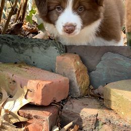 Border Collie Puppies from Beloved Border Collies