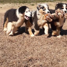 Australian Shepherd and Nova Scotia Duck Tolling Retriever Puppies from Tanglewood Tollers and Aussies