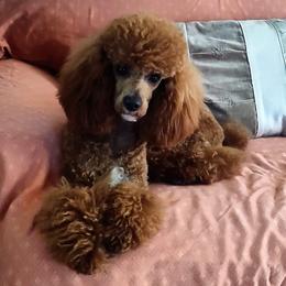 Bryce - Poodle