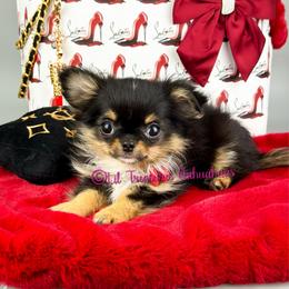 Ice Bear - Black and tan male Chihuahua puppy in Anderson, South Carolina from Lil Treasures Chihuahuas