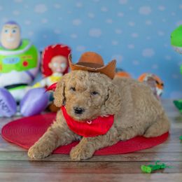Woody (Red) - Apricot male Goldendoodle puppy in Rocklin, California from FurEver Yours Goldendoodles