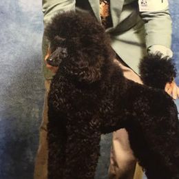 Poodles from Maestoso Poodles