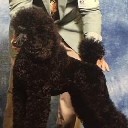 Poodles from Maestoso Poodles
