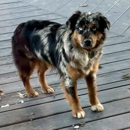 Aussiedoodle, Miniature Australian Shepherd, and Toy Australian Shepherd All Grown Up from Forever Aussies and A Doodle