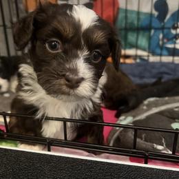 RESERVED - Chocolate male Havanese puppy in Monahans, Texas from Homeward Havanese, LLC