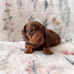 Latte - Chocolate and cream female Dachshund puppy in Jacksonville, Florida from Florida Dippin’ Dachshunds & Aussiedoodles