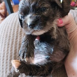 Boy 5 - Cocker Spaniel puppy in Rolla, Missouri from Wethys Cocker Spaniels