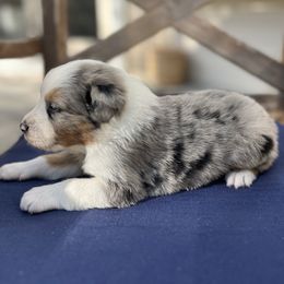 Australian Shepherd Puppies from J&J Aussies
