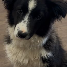Bailey - Miniature Australian Shepherd