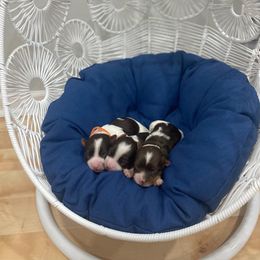 Biewer Terrier Puppies from Port-au-Prints