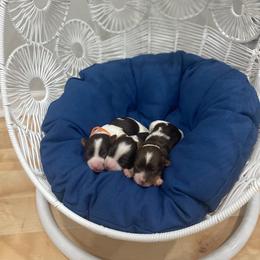 Biewer Terrier Puppies from Port-au-Prints