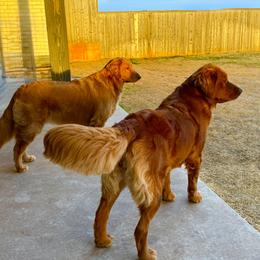 Golden Retriever and Miniature Australian Shepherd All Grown Up from Raised Right Pups