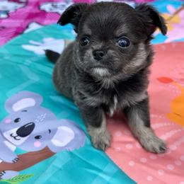 Ralphie - Blue and tan male Chihuahua puppy in Huntington Beach, California from Amy’s Chihuahuas
