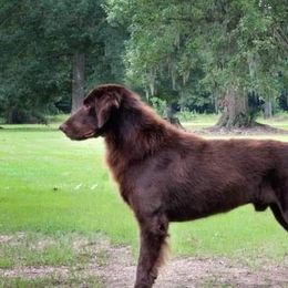 Autter - Flat-Coated Retriever