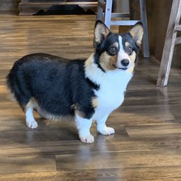 Harper - Pembroke Welsh Corgi