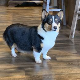 Harper - Pembroke Welsh Corgi
