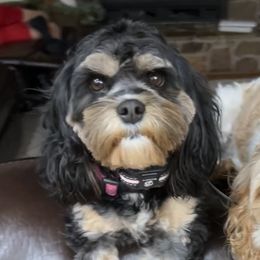 Molly - Cavapoo