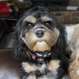 Molly - Cavapoo