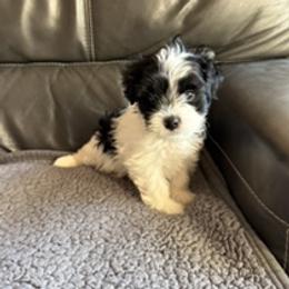 Shorkie puppies from Little Paws Poodles