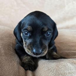 Holly - Black and tan female Dachshund puppy in Signal Mountain, Tennessee from Hot Diggity Doxens