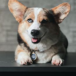 Zara - American Corgi